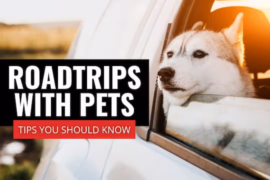 Roadtrips with Pets - Tips you need to know