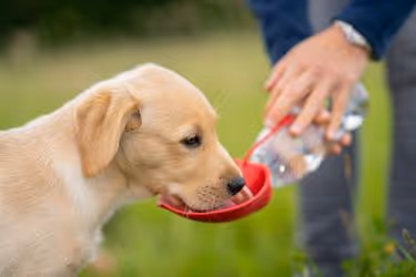 Giving water to a puppy