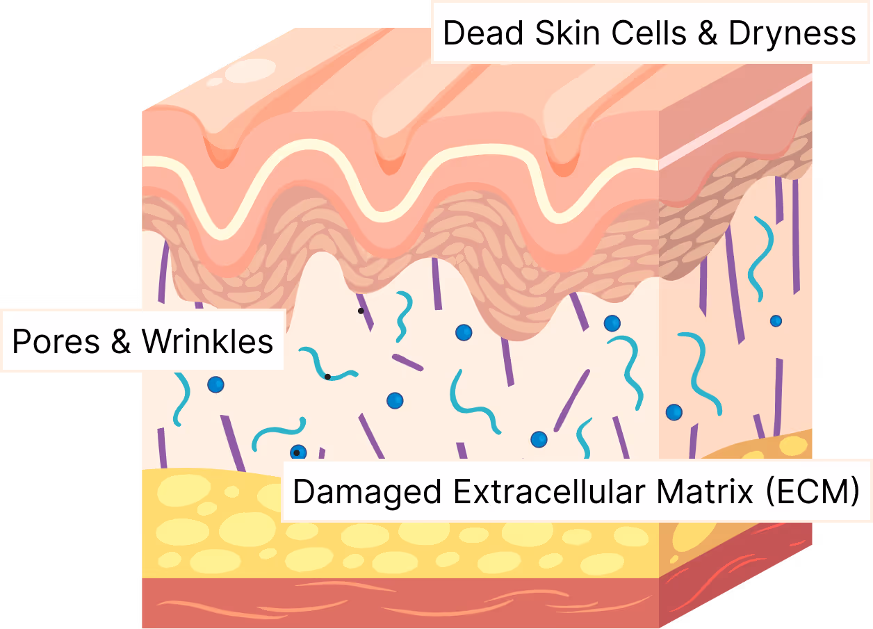 External factors and skin ageing