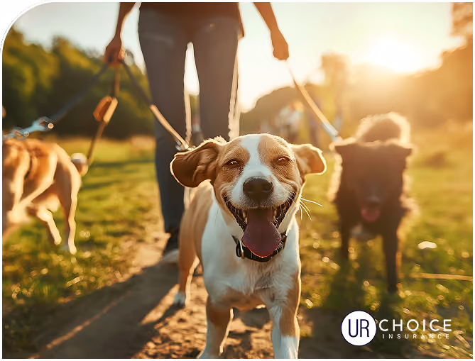 helps manage high veterinary expenses by reimbursing costs for unexpected accidents, injuries, and illnesses,