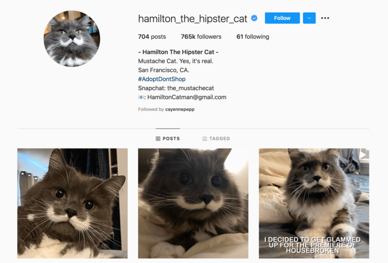 Hamilton the Cat's Instagram profile