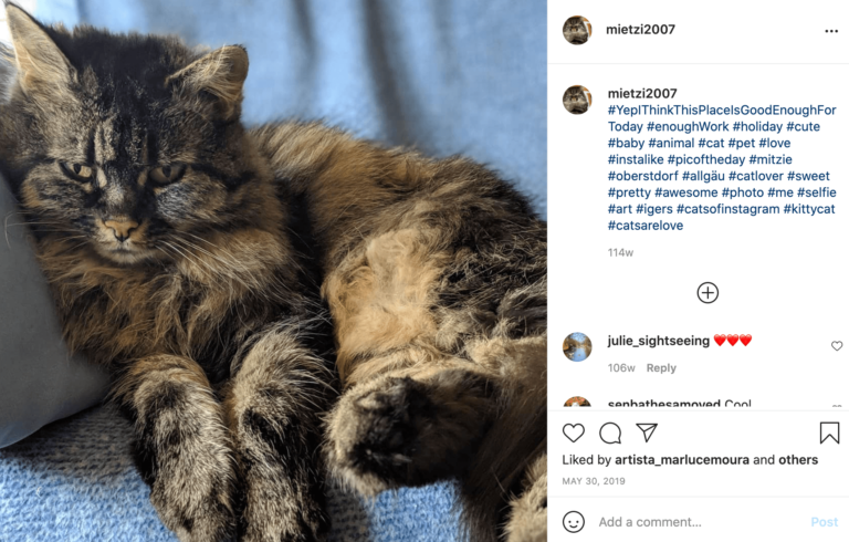 Instagram cat Mietzi relaxing on a sofa.