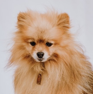 Maddox, the Cryptohall24 office dog: portrait photo - Cryptohall24