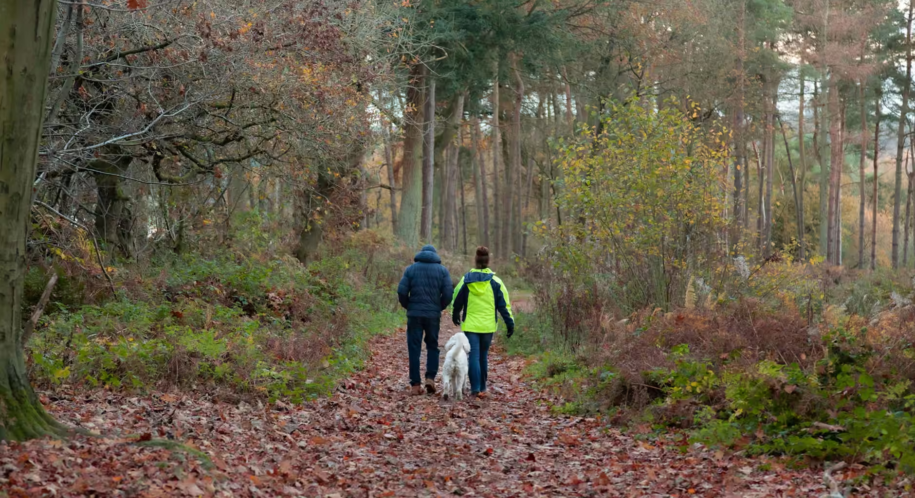 Two people and a white dog walking along a leaf-covered forest path in autumn