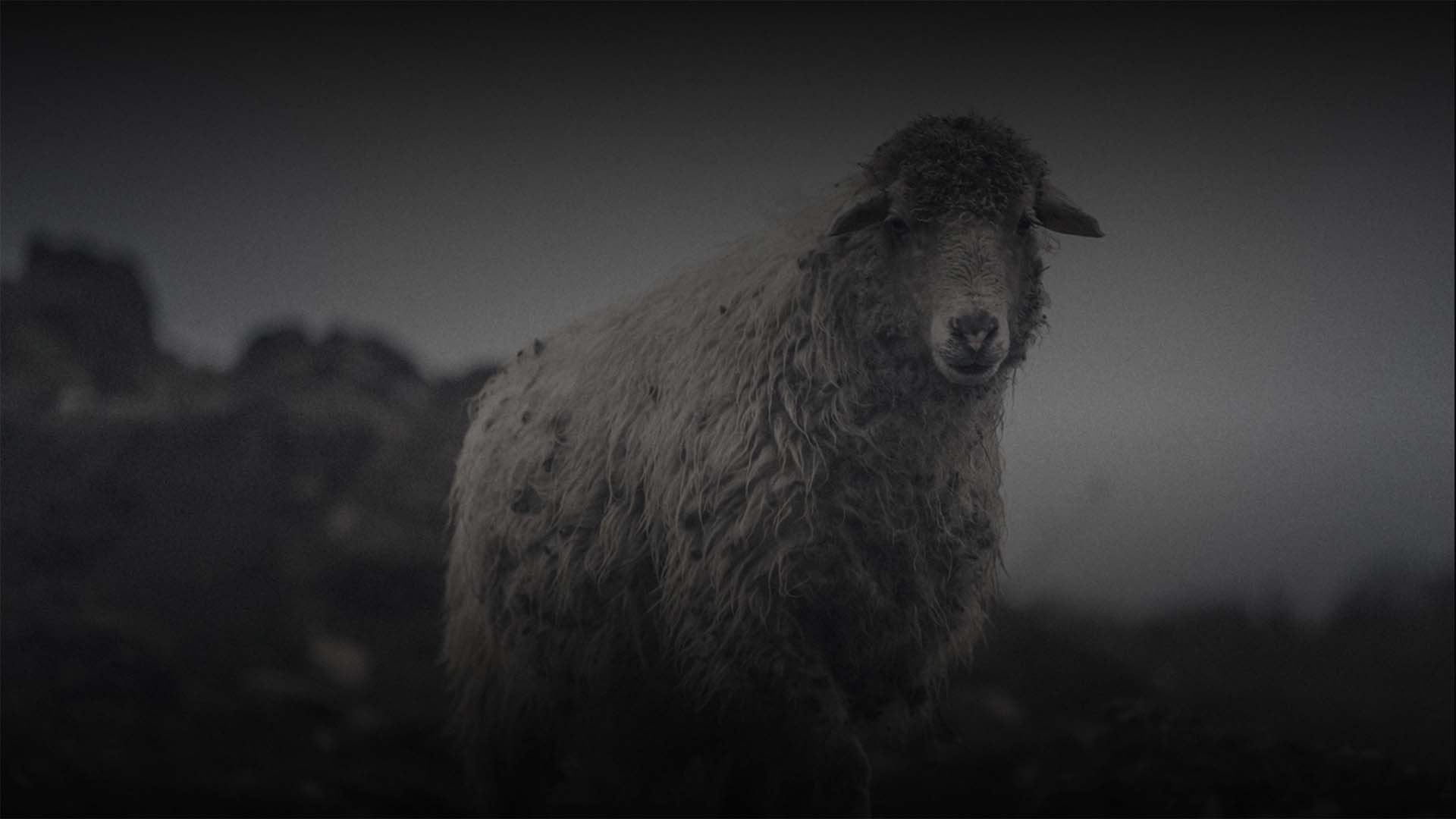 The Woolmark Company thumbnail