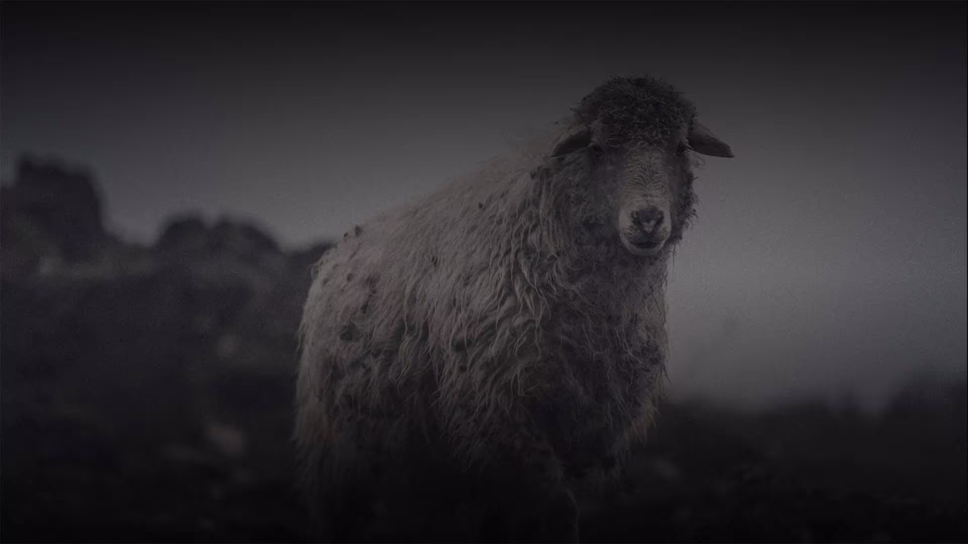 The Woolmark Company thumbnail 1