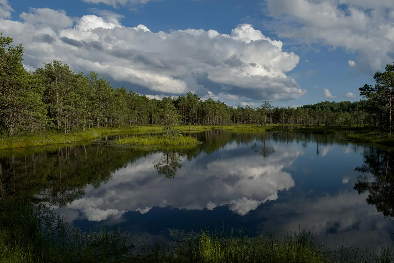lake and forest for rewilding