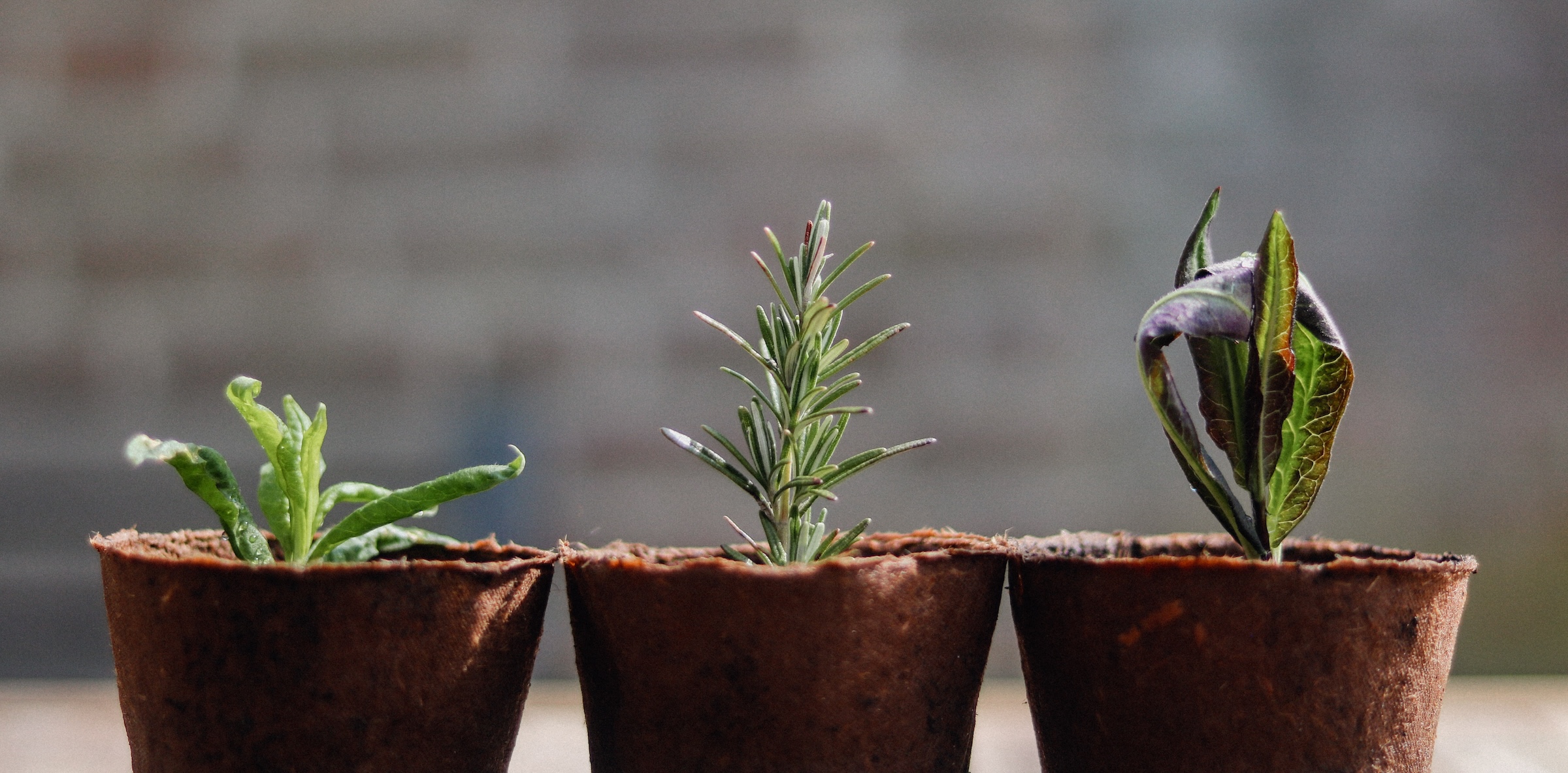 Product-led growth