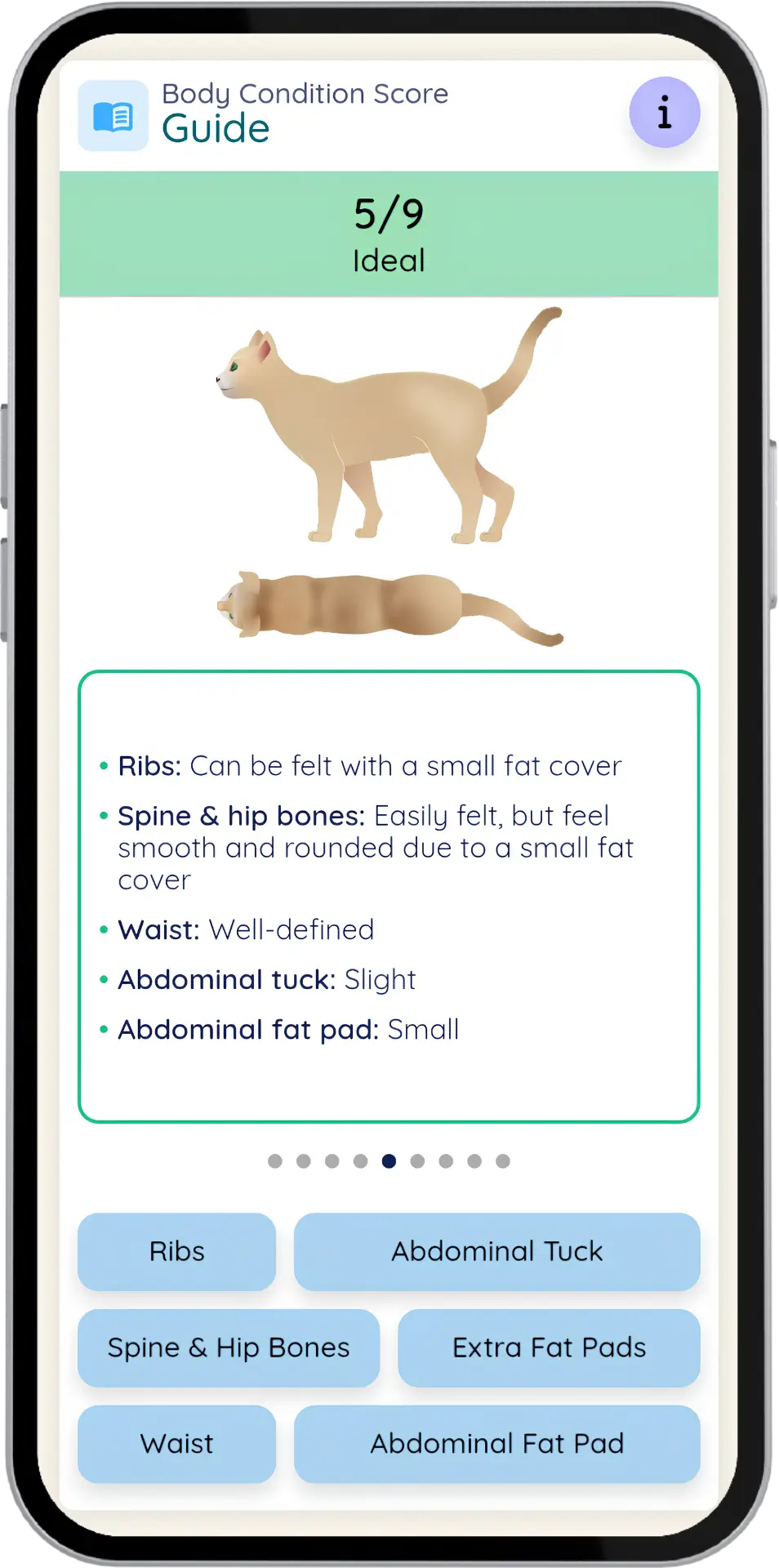 Comprehensive body condition scoring guide with BCS terms defined