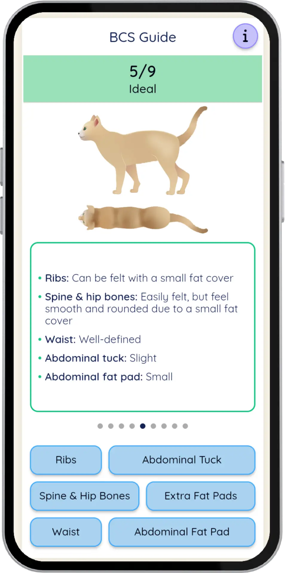 Comprehensive body condition scoring guide with BCS terms defined