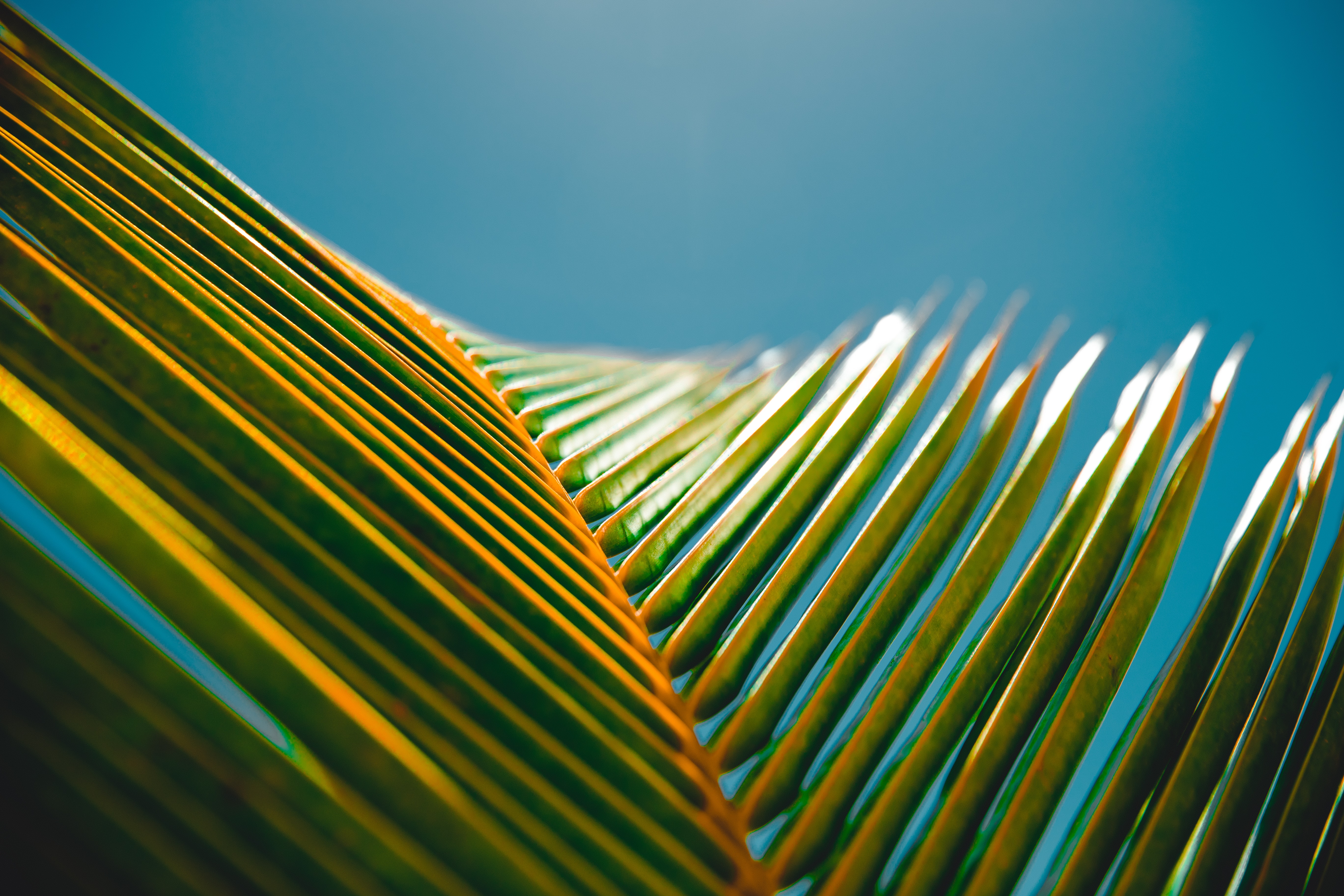 Picture of a palm frond
