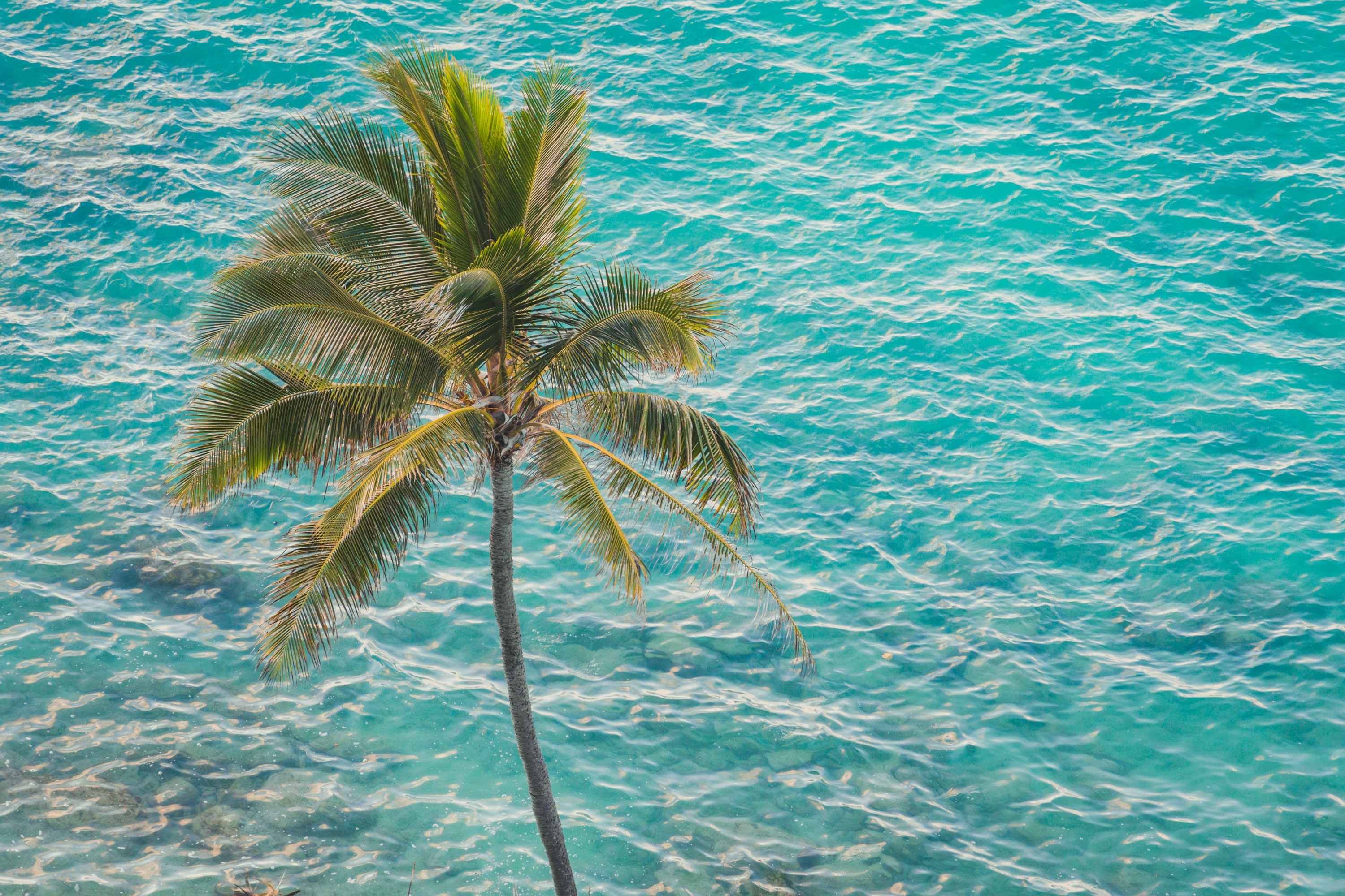 Palm tree by water