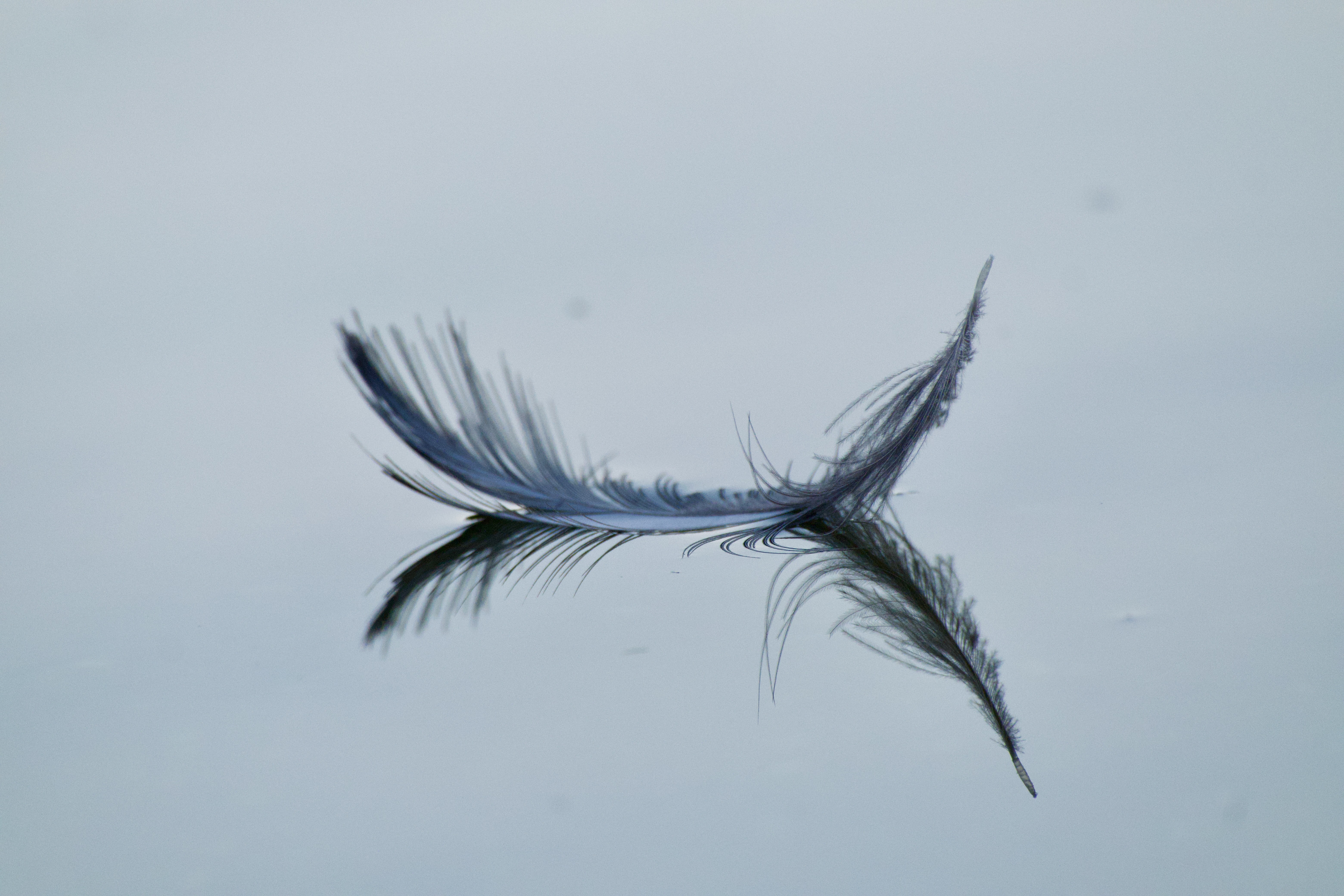 Picture of a leaf on water