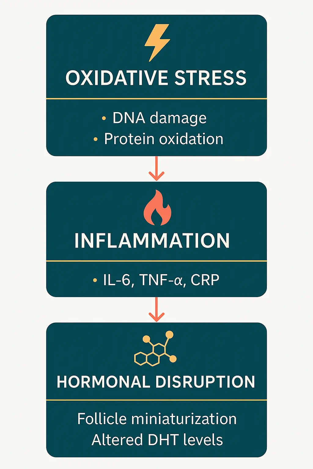 Flowchart linking oxidative stress, inflammation and hormonal disruption to hair follicle dysfunction and eventual breakdown.