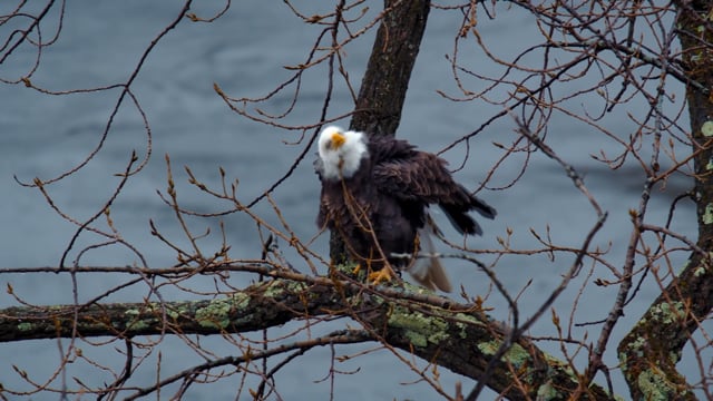 The Hudson River - Journey into the Wild