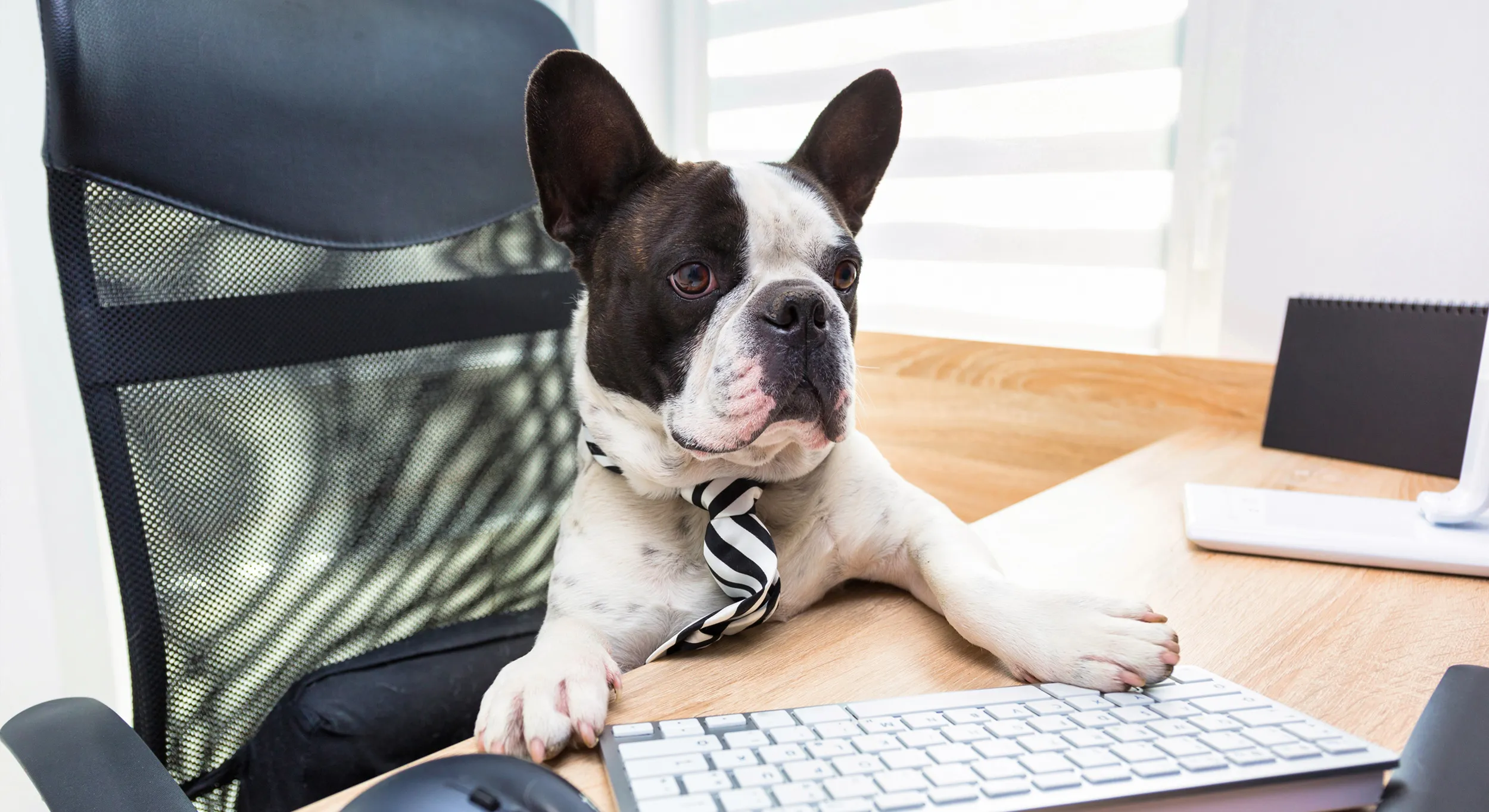 10 reasons to make your office a pet friendly office