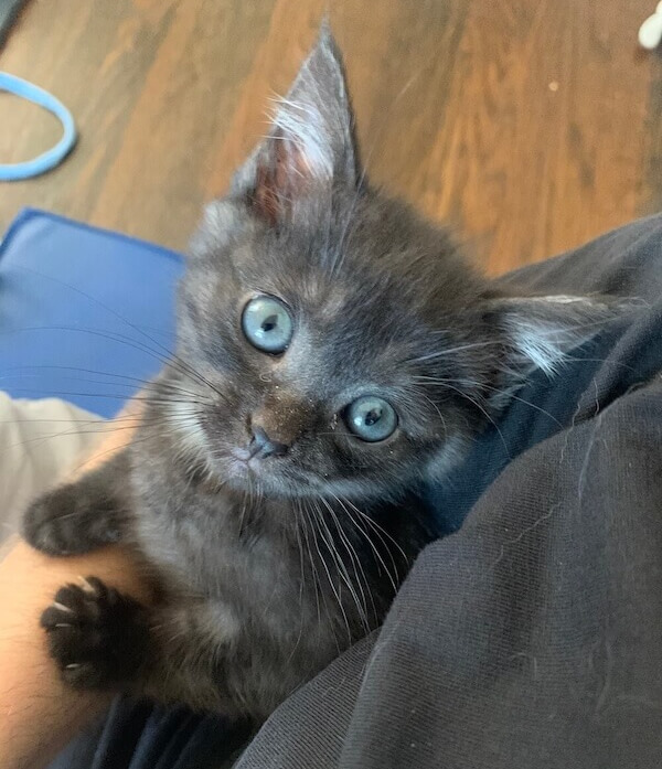 Smokey kitten with stark blue eyes from Happy Tails