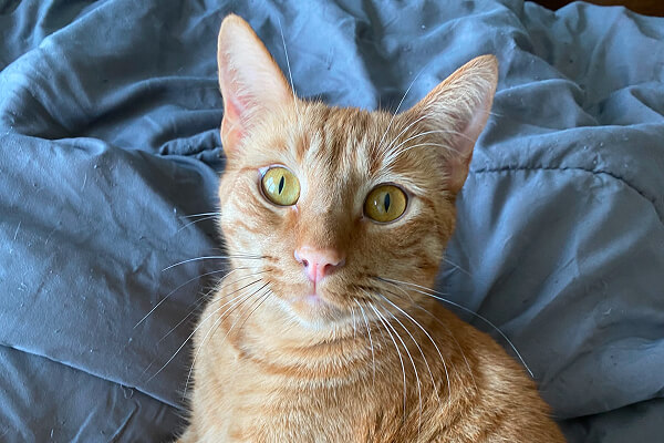 An orange tabby cat resting on a bed
