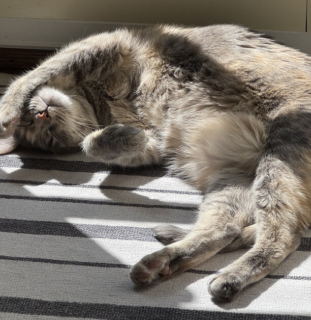 A cat curled up in the corner enjoying the afternoon sun