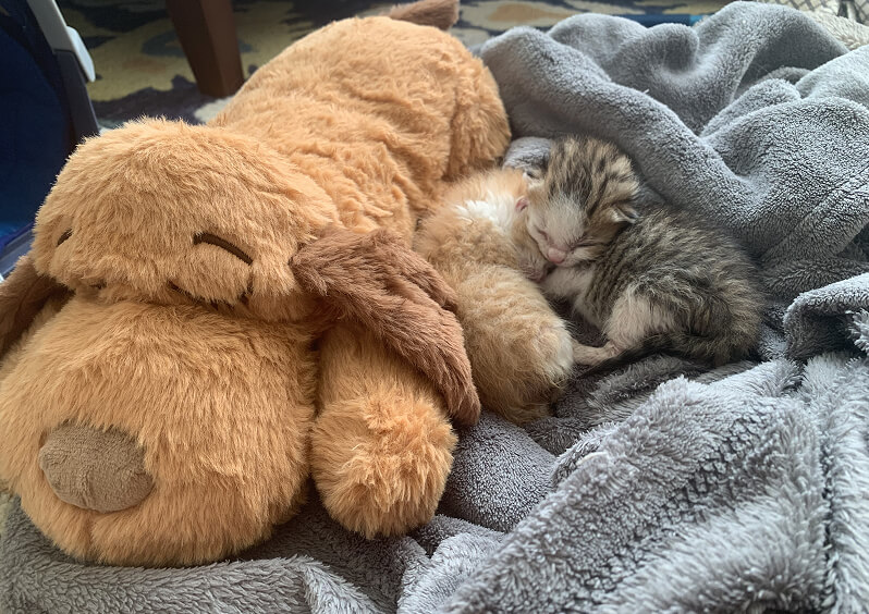 Two neonatal kittens snugging each other and a dog plushie 