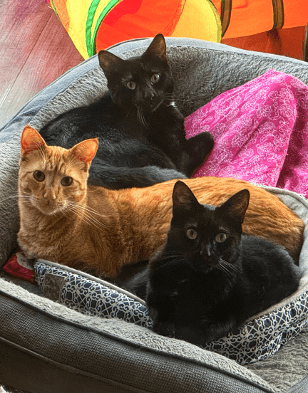 Giving Tuesday 2025 cat sanctuary cats in bed