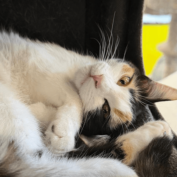 A cat curled up in their cat tree bed looking at the camera
