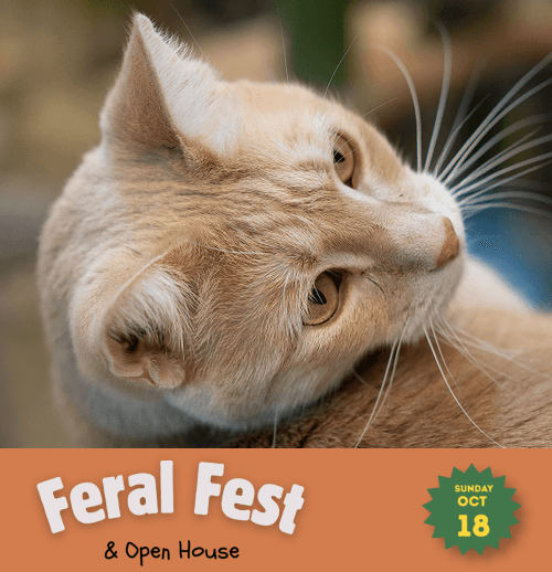 Happy Tails Cat Sanctuary cat