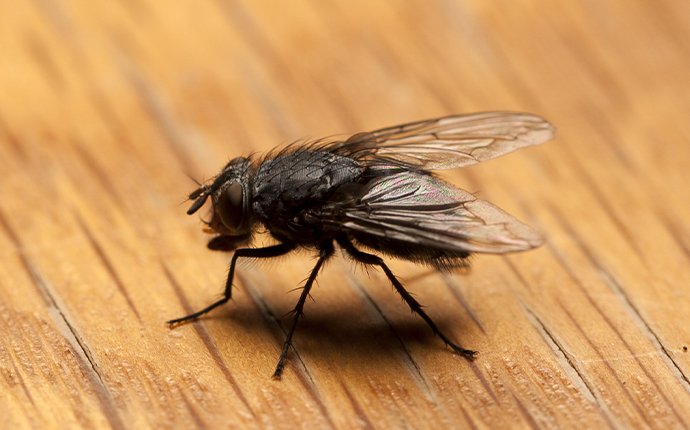 a house fly on a table in meridian idaho