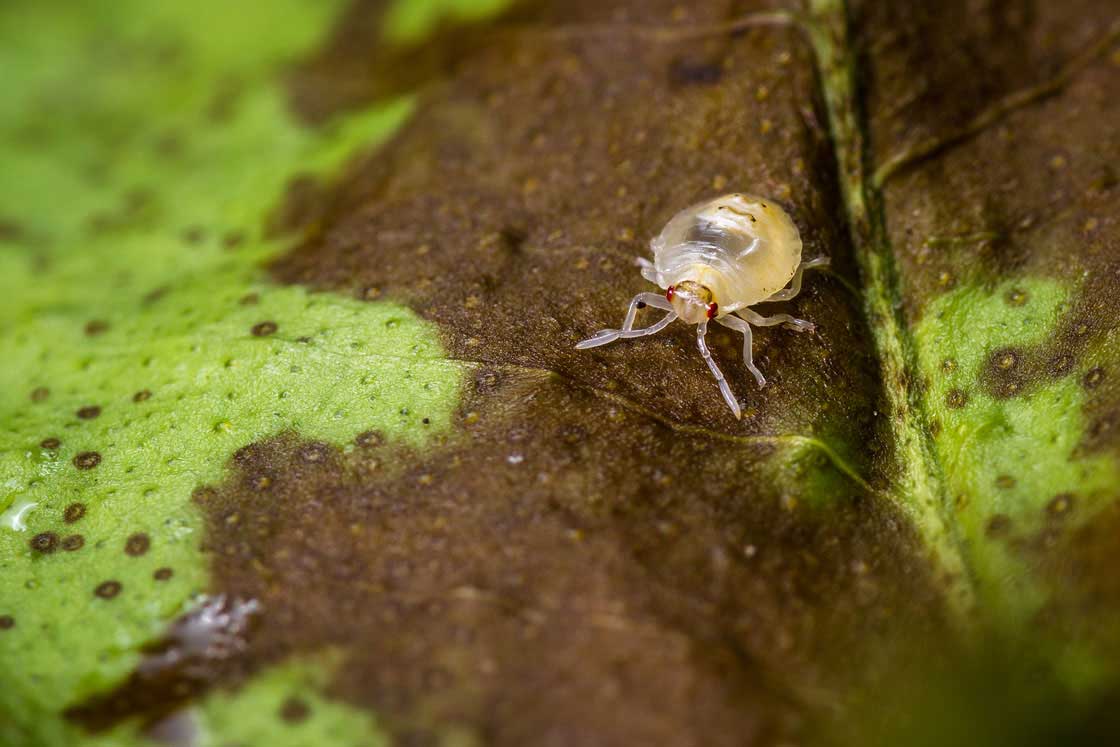 A yellowish transparent spider mite with red eyes