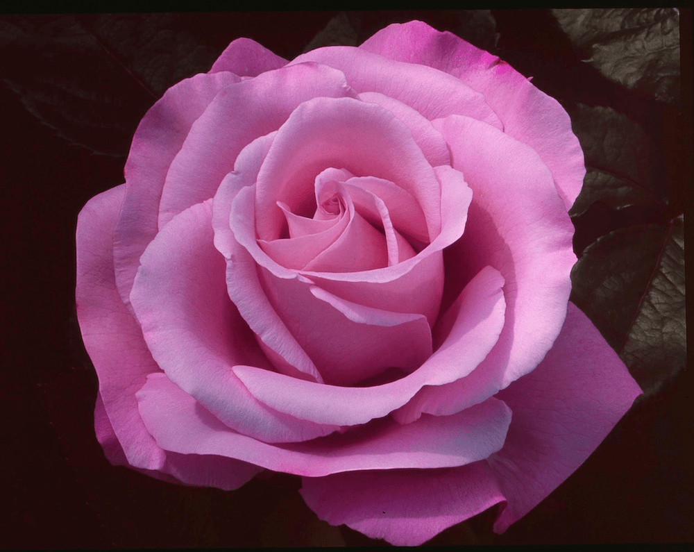 Roze roos ter illustratie van het gebruik van altteksten