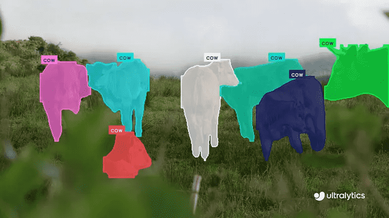Figure 1: Segmenting cattle in a field using instance segmentation.