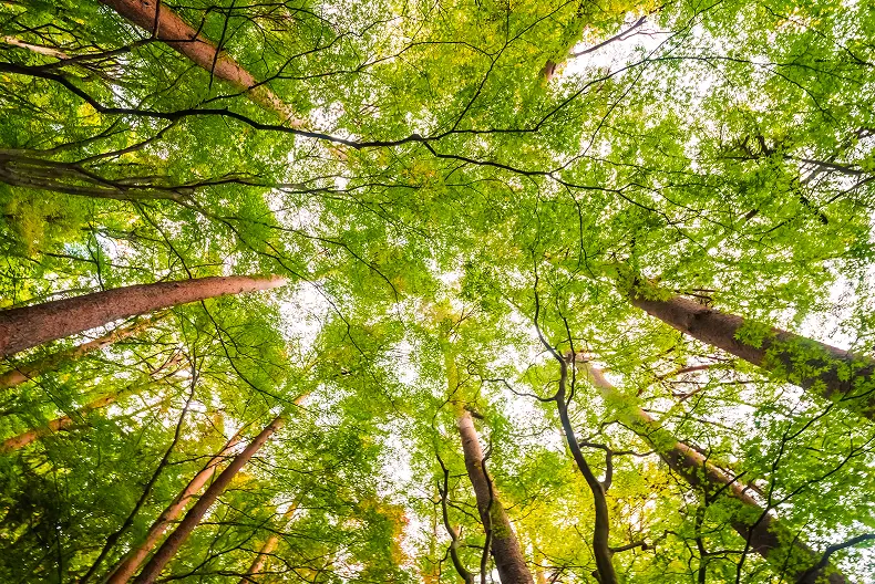 View looking up at tall trees with green leaves forming a dense canopy against a bright sky.