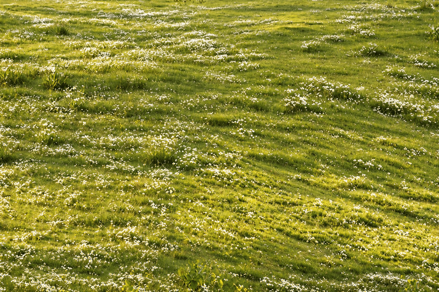 Green Field (3x2m)