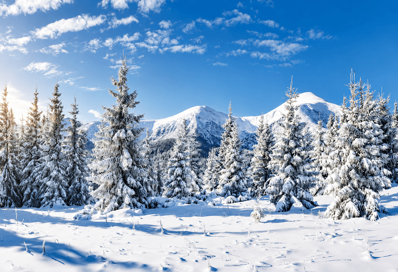 Forest Snow (3x2m)