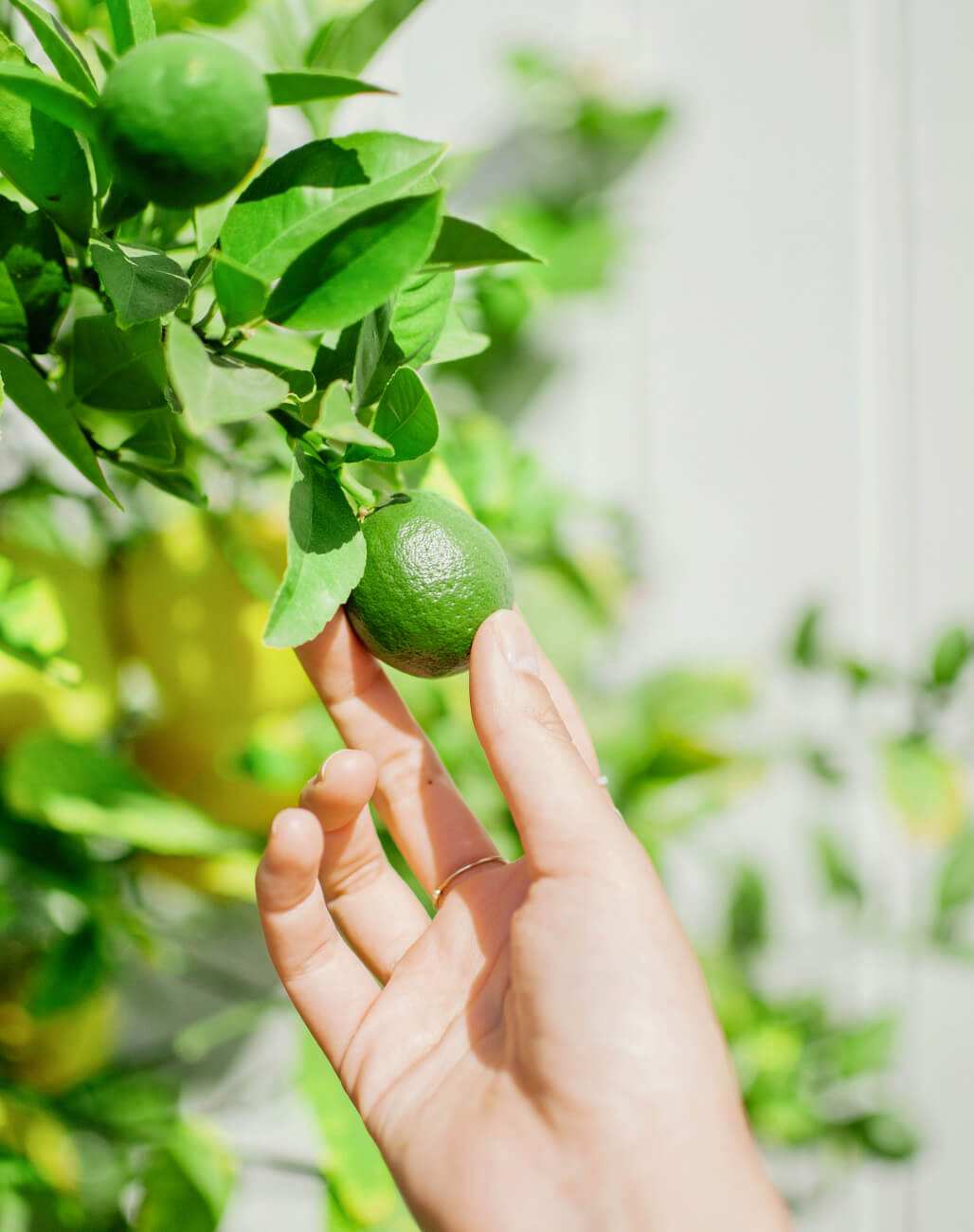 - Farm Webflow Template