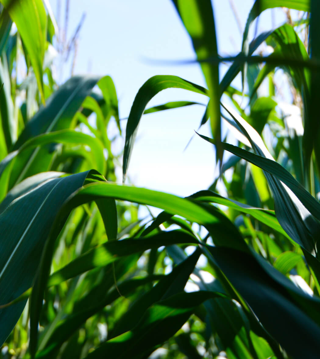 Organic Products - Farm Webflow Template