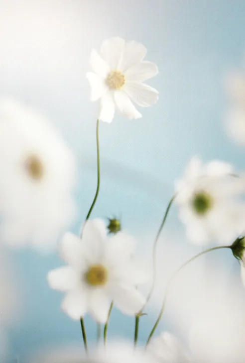 Close-up of white flowers with yellow centers against a soft blue background.