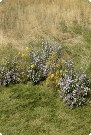 Wildflowers with purple and yellow blooms growing in grassy field with green and dry grass patches.