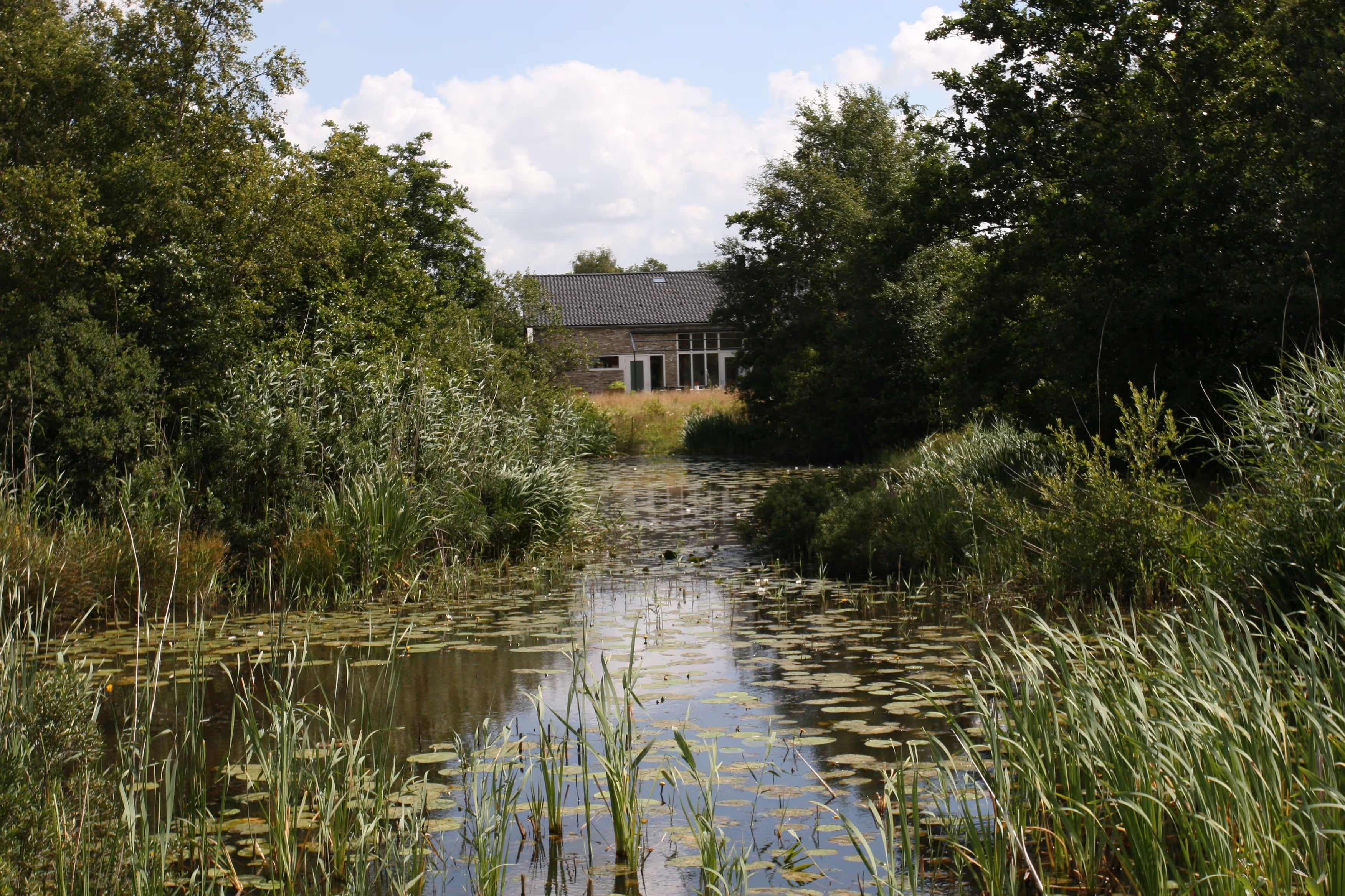 A serene pond covered with lily pads, surrounded by dense green trees and tall grasses, with a house visible in the background under a partly cloudy sky.