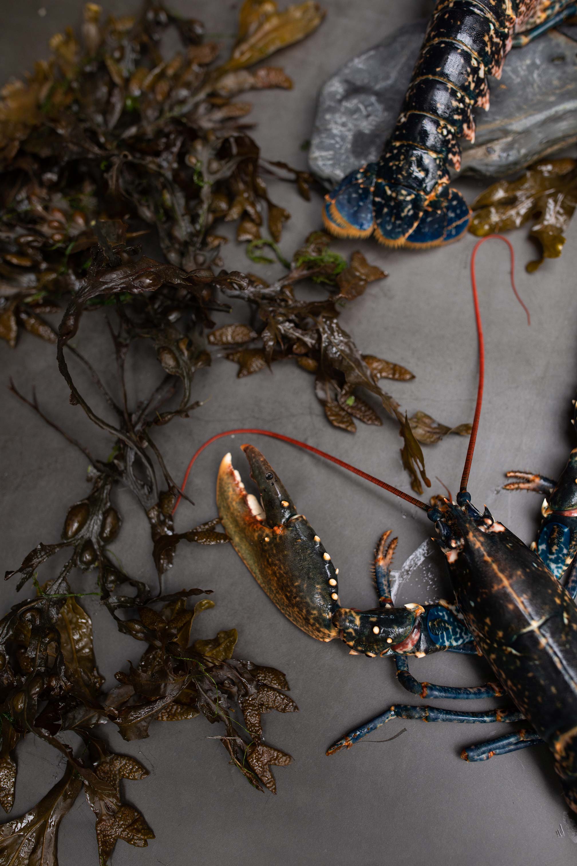 Lobsters ready to be prepared for dinner
