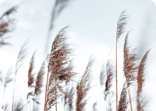 Hohes Gras vor blauem Himmel.