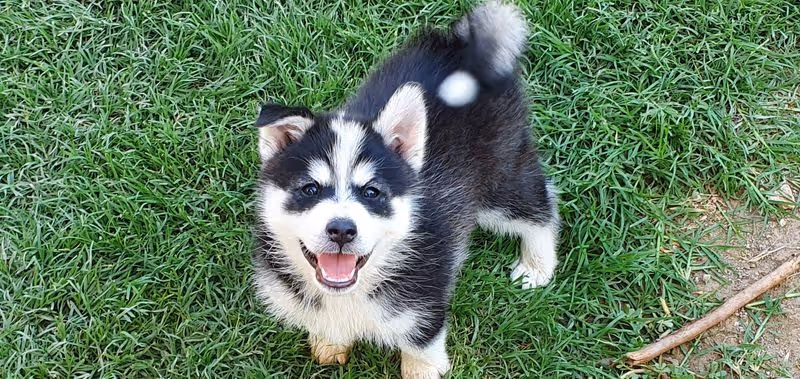 Small black and tan fluffy puppy standing on green grass looking up at camera