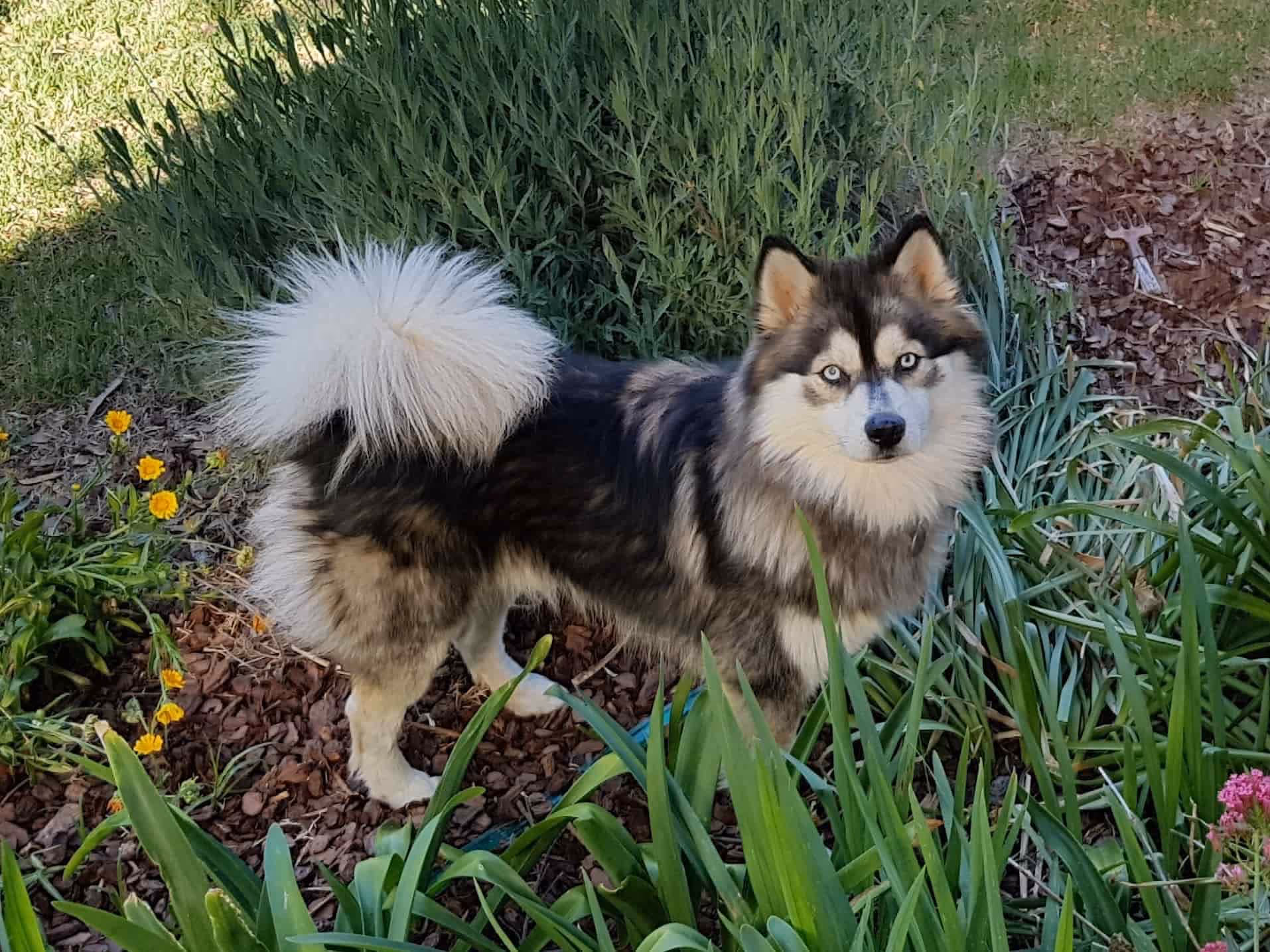 Beautiful black and white Husky dog standing in garden bed looking up at camera