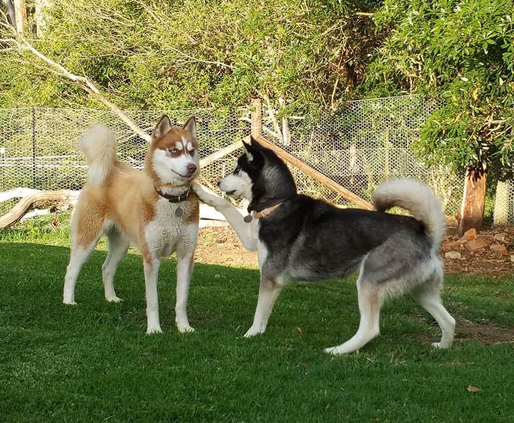 Red and white Husky playing with black and white Husky on green lawn near fence line