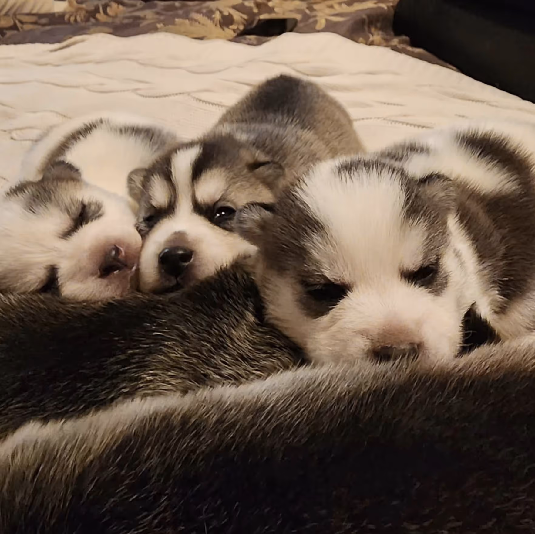 Lady smiling and sitting on a brown lounge with fluffy white dog on her lap and a red Husky dog with blue eyes next to her.