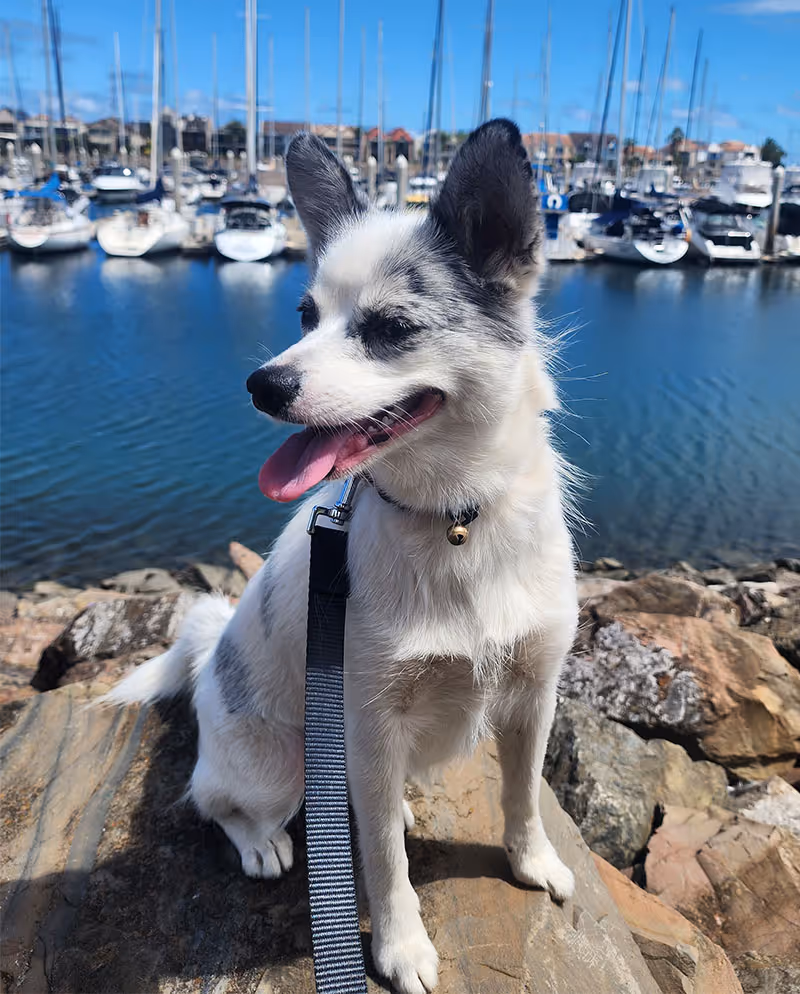 A red and white Husky dog playing with a black and white Husky dog on the green grass in front of fence line