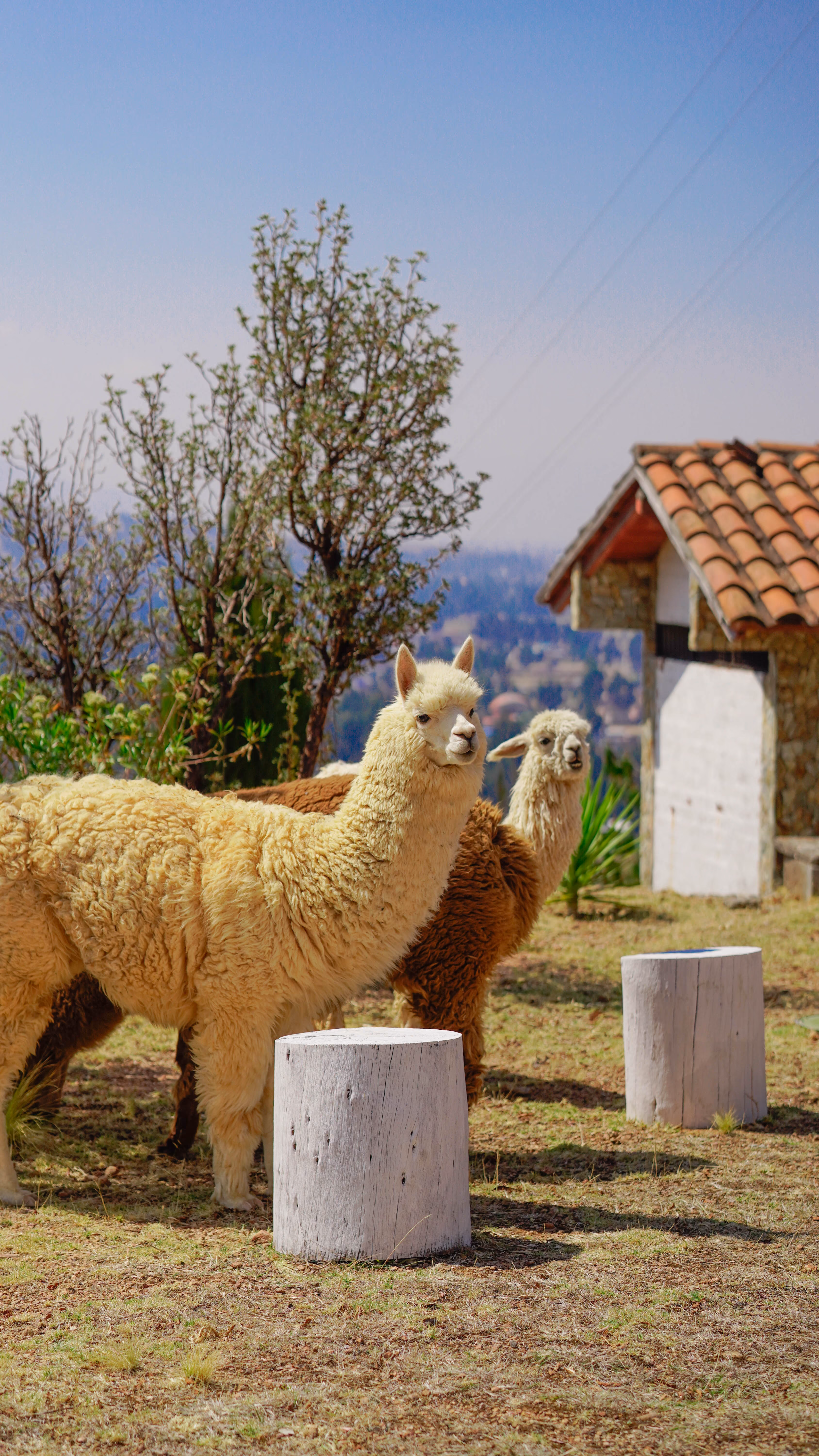 Las alpacas del lodge
