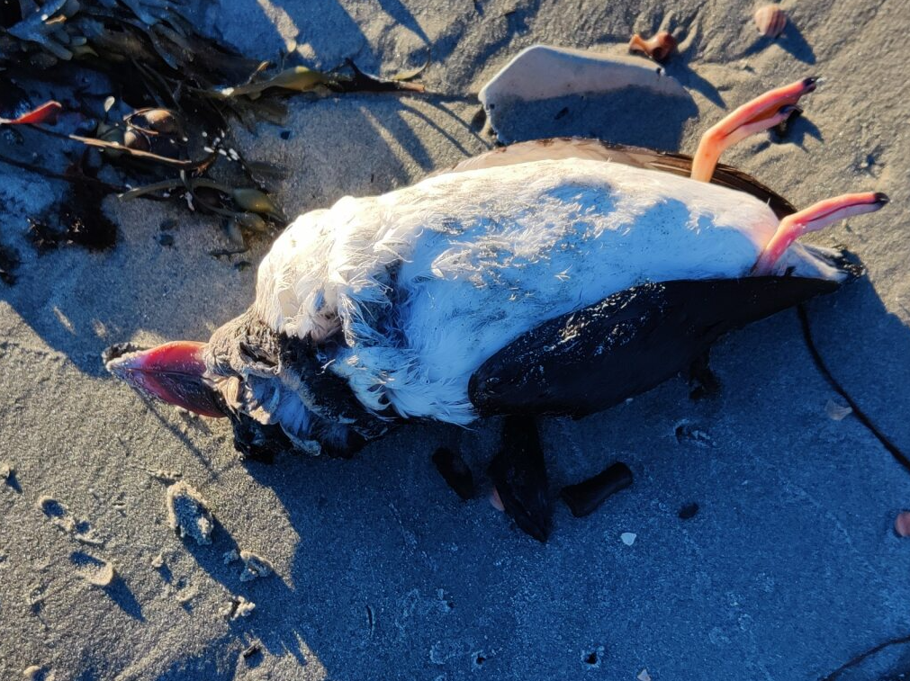 Døde lundefuglar observert på kysten 