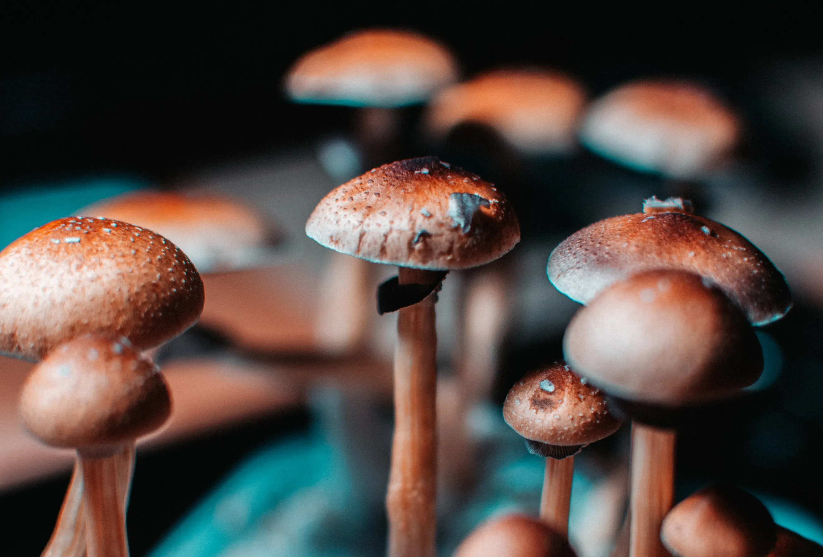 Macro photograph of mushroom specimens showing the moody academic photography style developed for Psychedelics Today.