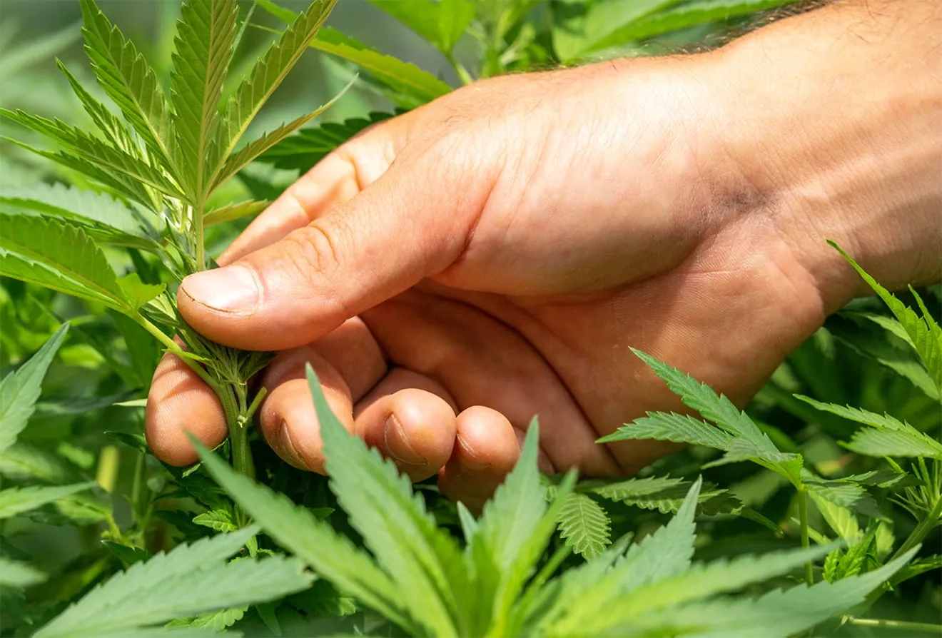 Cannabis plant photography direction showing a hand inspecting a green leaf in a greenhouse environment.